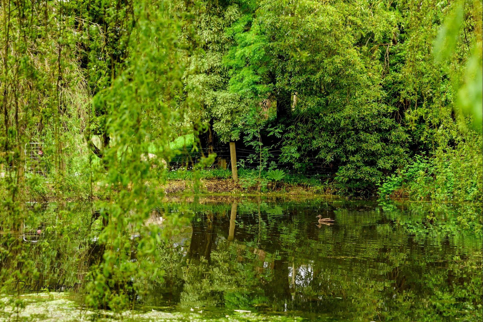 545 Piccadilly Road Summertown DeeAnne Hunt